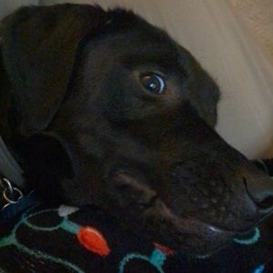 Meet your Posher, Allison